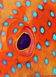 Detail of a Jewel grouper, Cephalopholis miniata. Picture... by Anouk Houben 